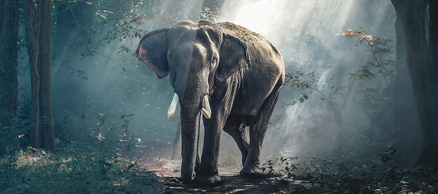 Top 5 Free Design Resources To Make Your Project Look Wow